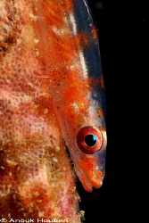 Whip coral goby. Picture taken on the second reef off Neg... by Anouk Houben 